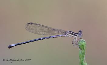 Argia bipunctulata, female